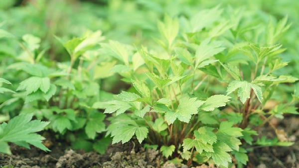 固元膏的食用方法    哪些不宜食用固元膏